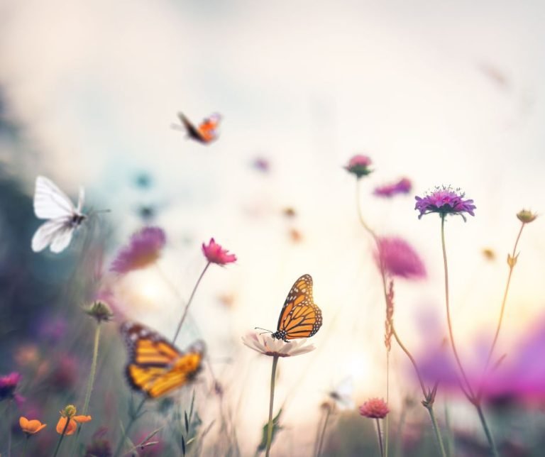 resistenza-al-cambiamento-sentiero-dell-essere-mindfulness-blog